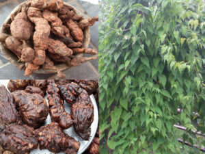 ngâm hà thủ ô với rượu