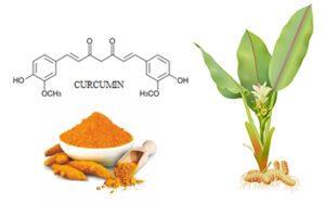 curcumin là gì