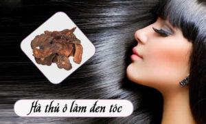 hà thủ ô đỏ khô làm đen tóc