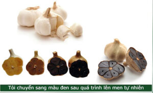 tỏi lên men dài ngày, ngắn ngày