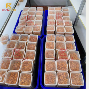 ĐÔNG TRÙNG HẠ THẢO TƯƠI HỘP 100G - Ảnh 5