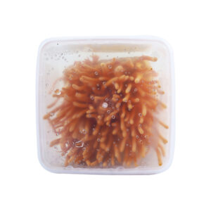 Alternative view of ĐÔNG TRÙNG HẠ THẢO TƯƠI HỘP 100G