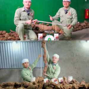 HÀ THỦ Ô ĐỎ CHẾ KOCHI DẠNG BỘT 600G - Ảnh 6