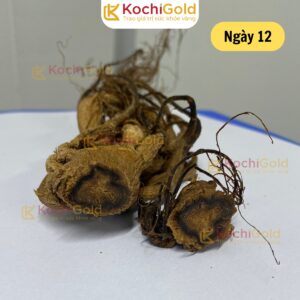 HẮC SÂM KOCHI GOLD - Ảnh 10