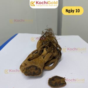 HẮC SÂM KOCHI GOLD - Ảnh 9