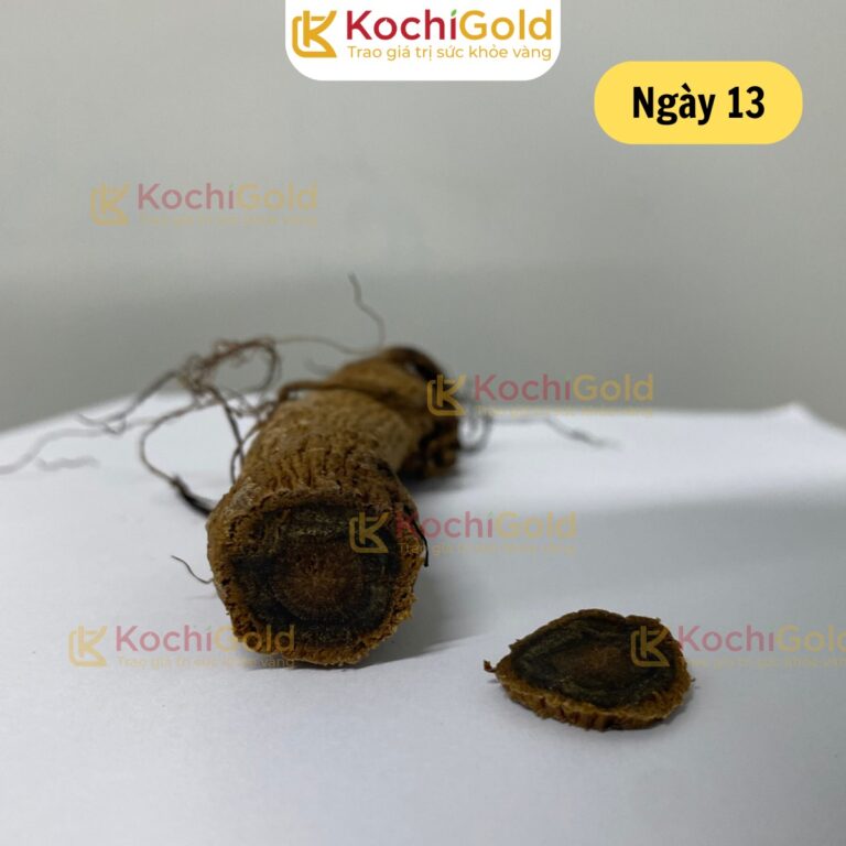 HẮC SÂM KOCHI GOLD