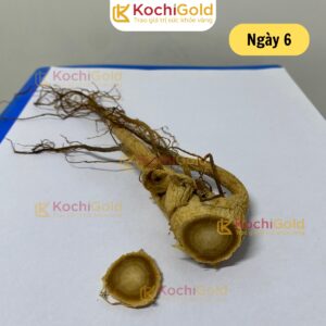 HẮC SÂM KOCHI GOLD - Ảnh 6